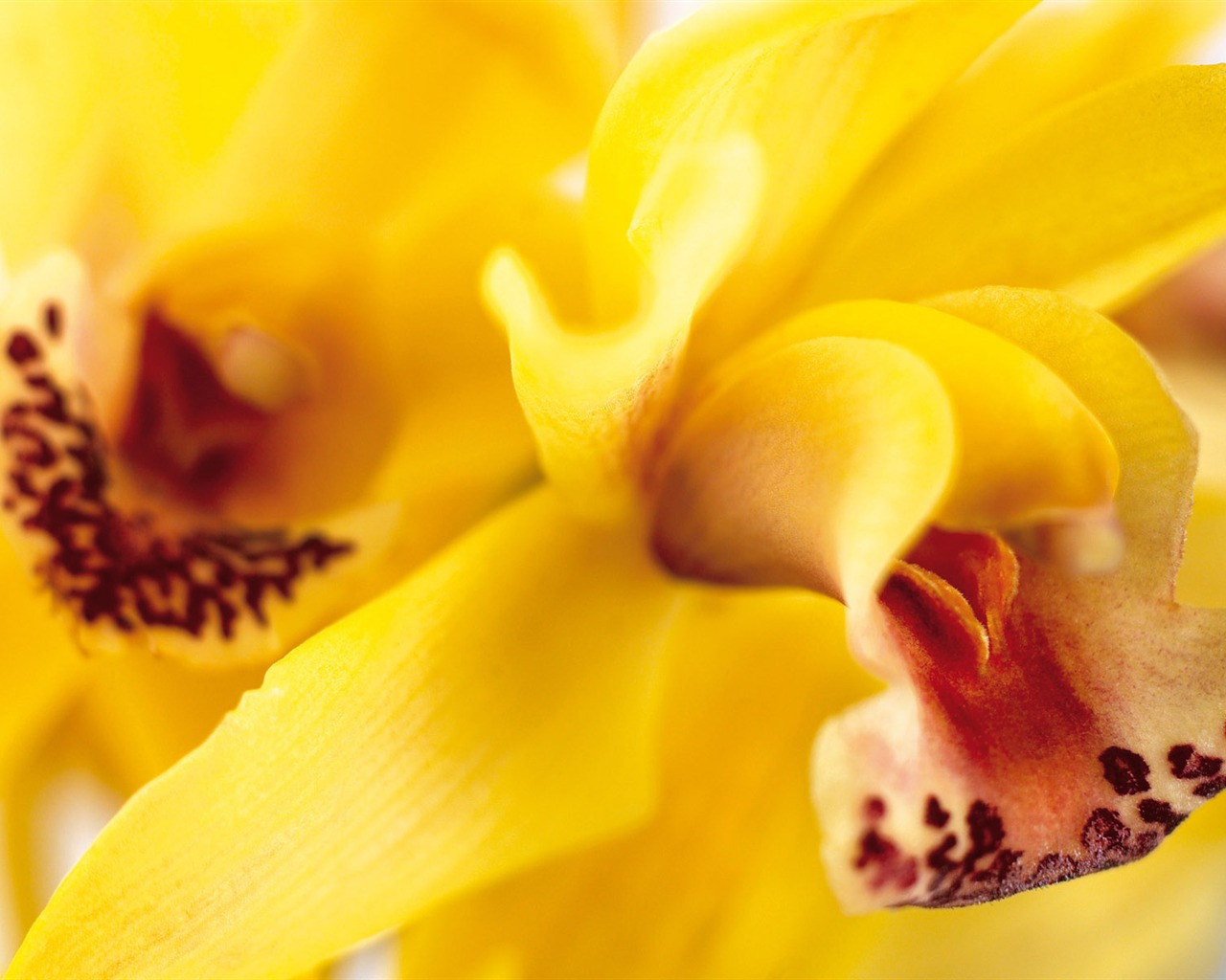 Širokoúhlý tapety květiny close-up (3) #7 - 1280x1024