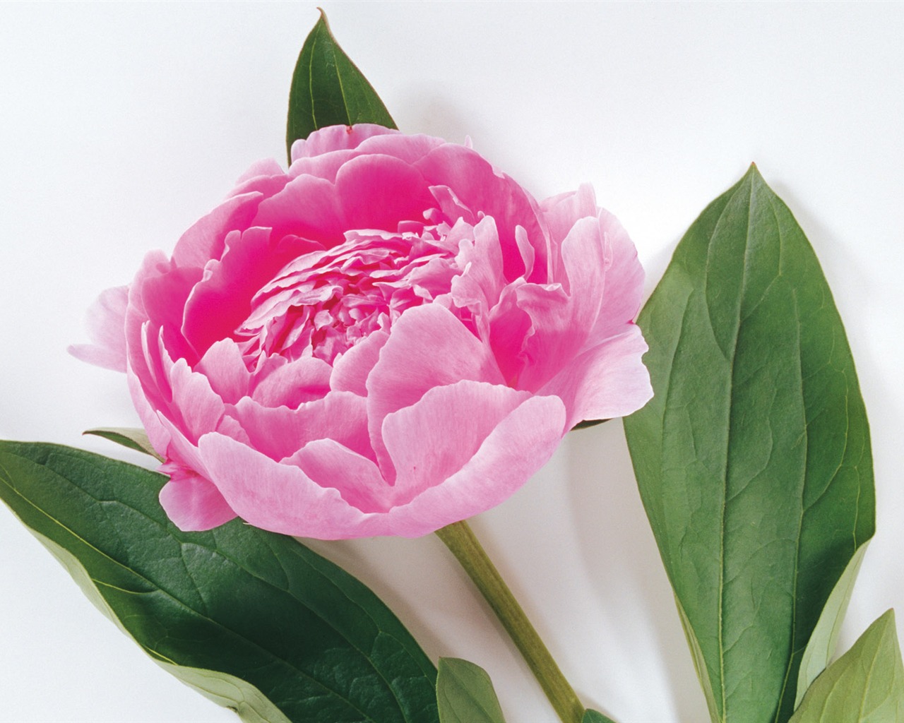 Widescreen wallpaper flowers close-up (3) #10 - 1280x1024