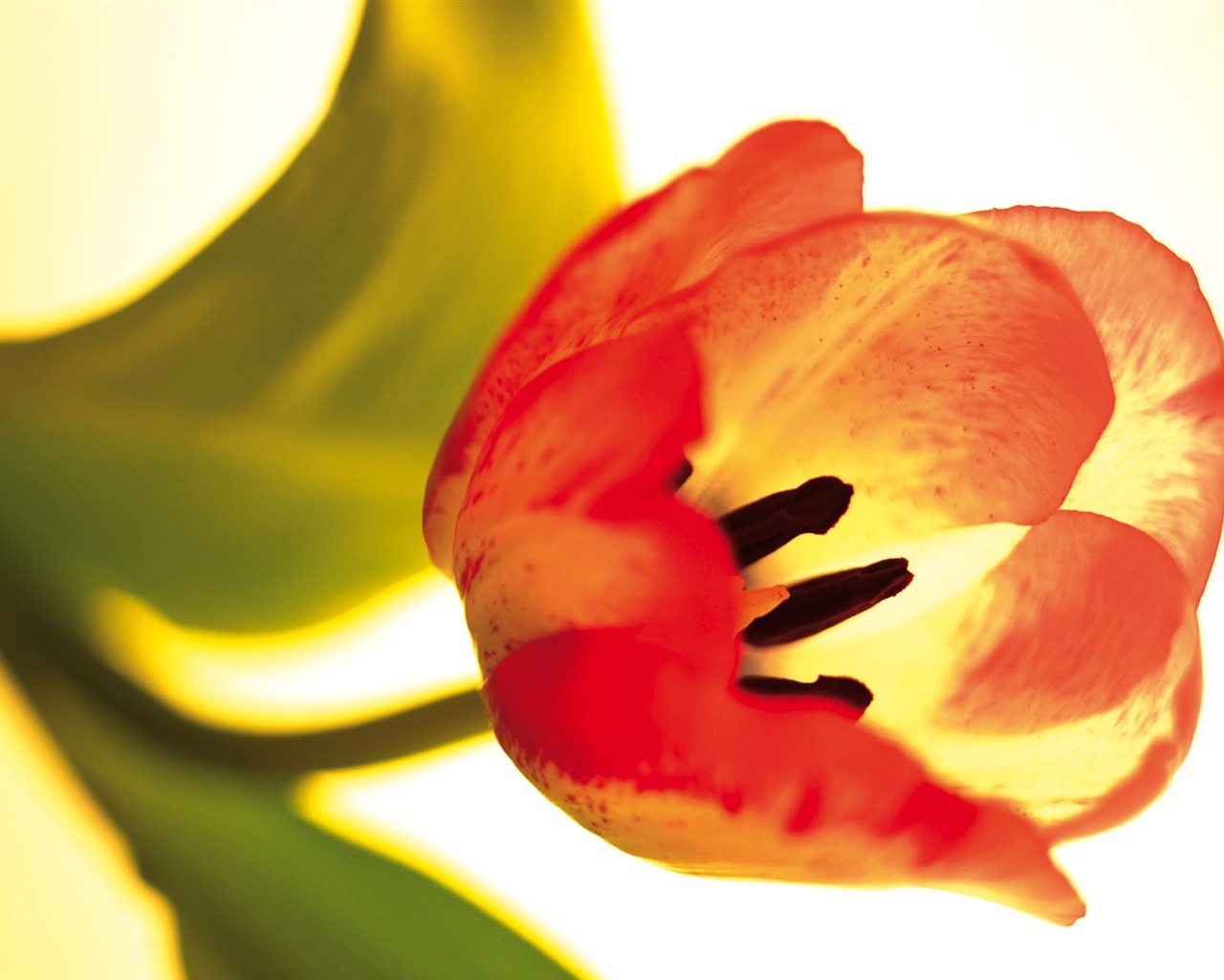 fleurs fond d'écran Widescreen close-up (3) #12 - 1280x1024