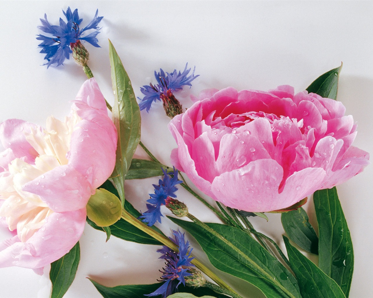 Widescreen wallpaper flowers close-up (3) #13 - 1280x1024