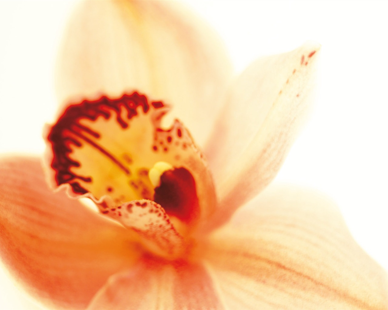 Widescreen wallpaper flowers close-up (3) #14 - 1280x1024