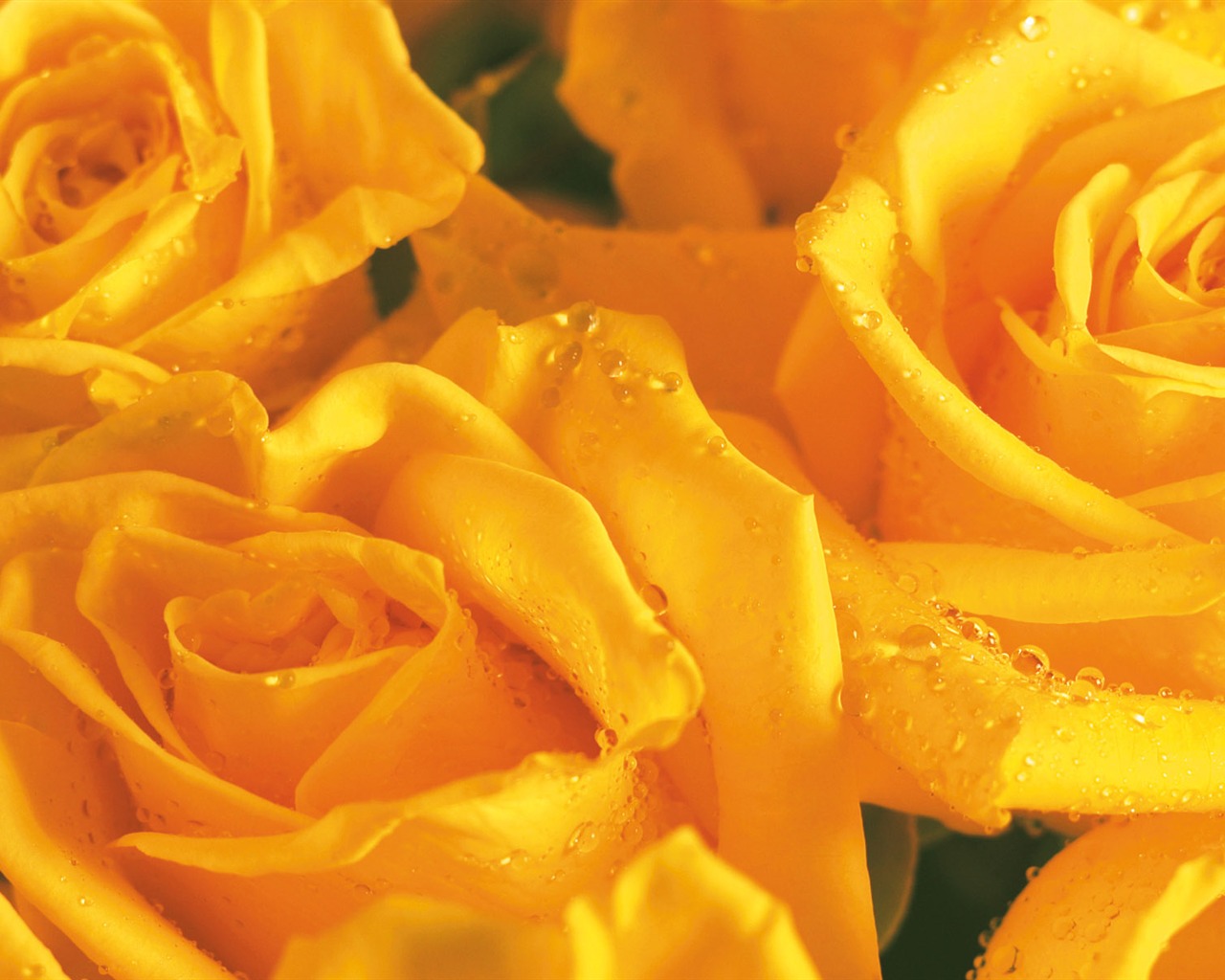 Widescreen wallpaper flowers close-up (3) #15 - 1280x1024