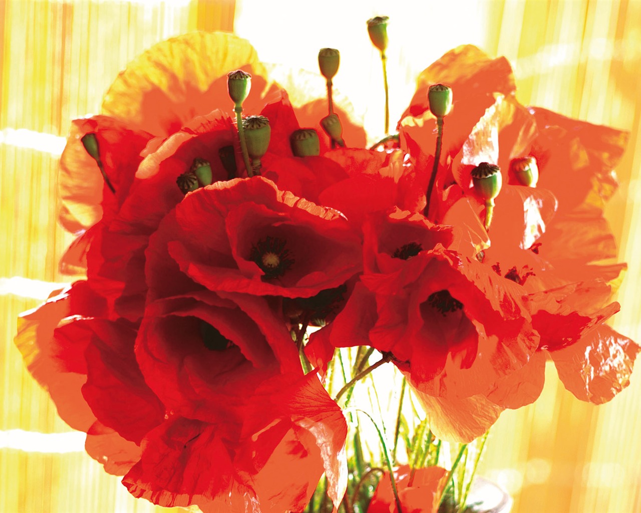 Širokoúhlý tapety květiny close-up (3) #16 - 1280x1024