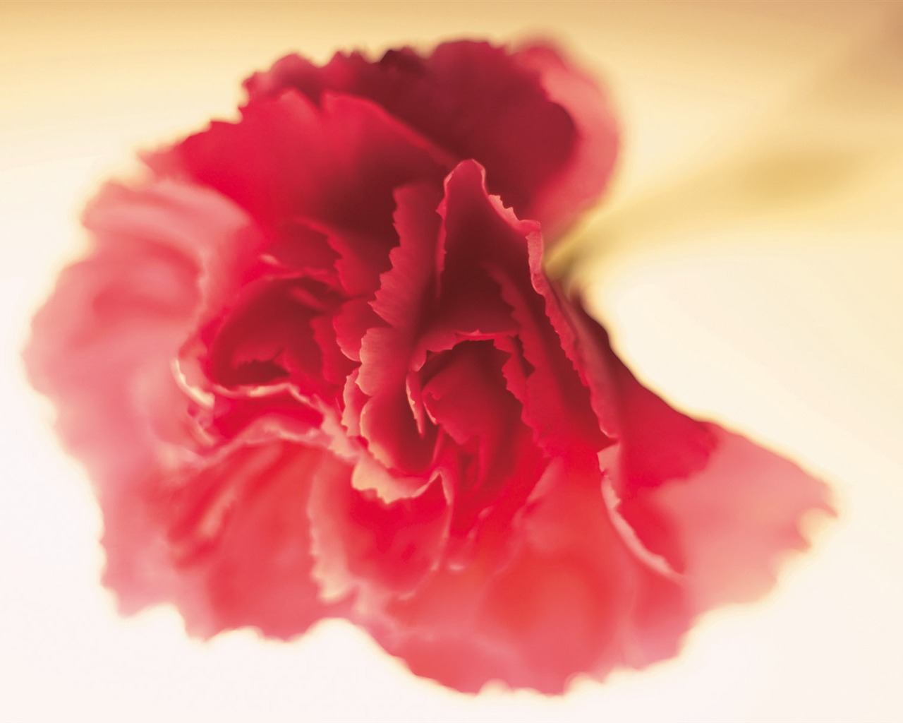 Widescreen wallpaper flowers close-up (3) #17 - 1280x1024