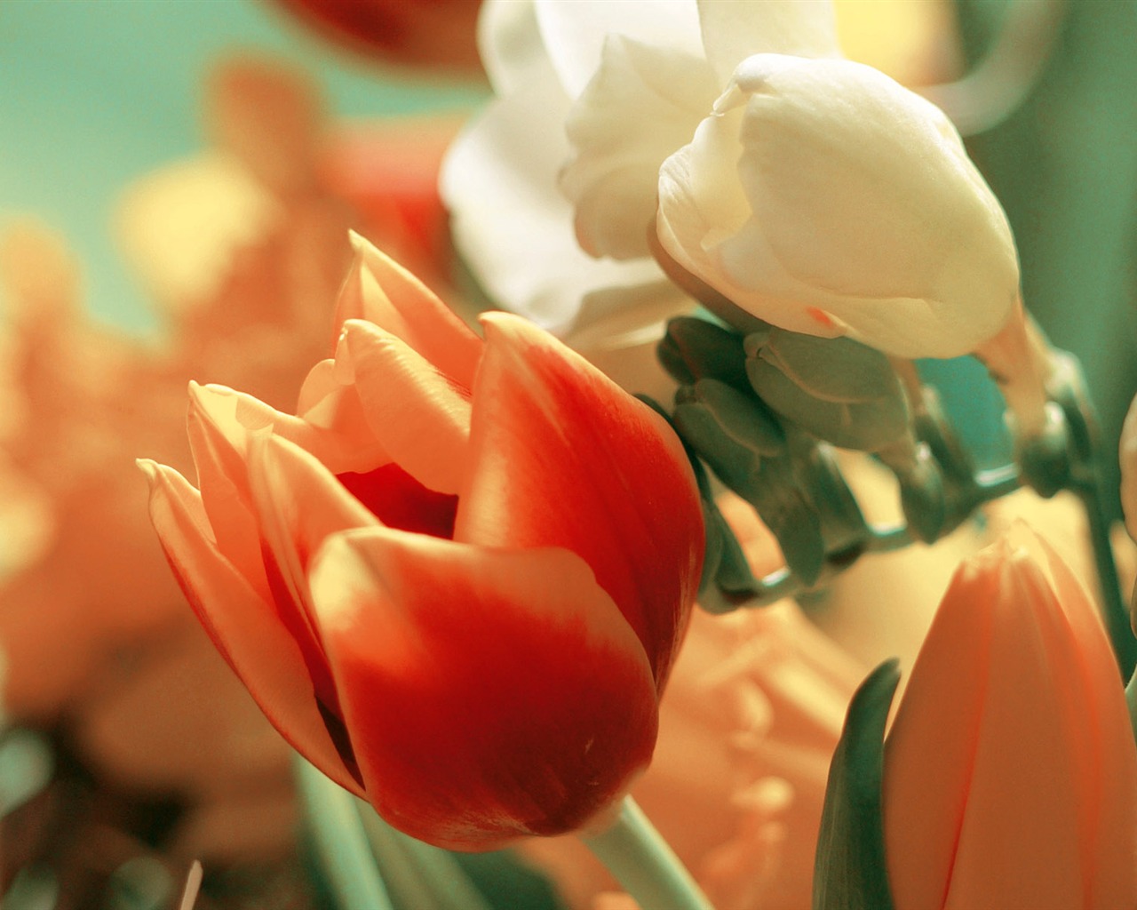 fleurs fond d'écran Widescreen close-up (3) #20 - 1280x1024