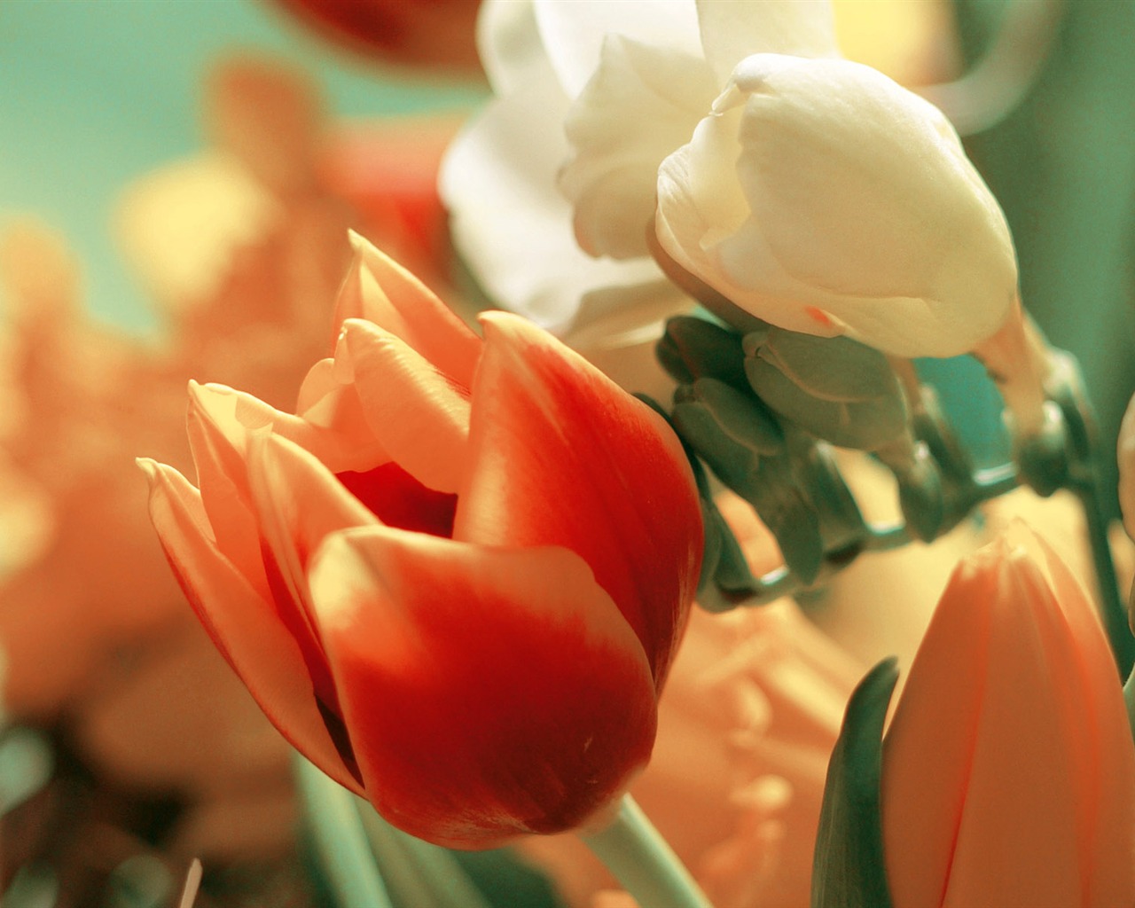 Widescreen wallpaper flowers close-up (3) #20 - 1280x1024