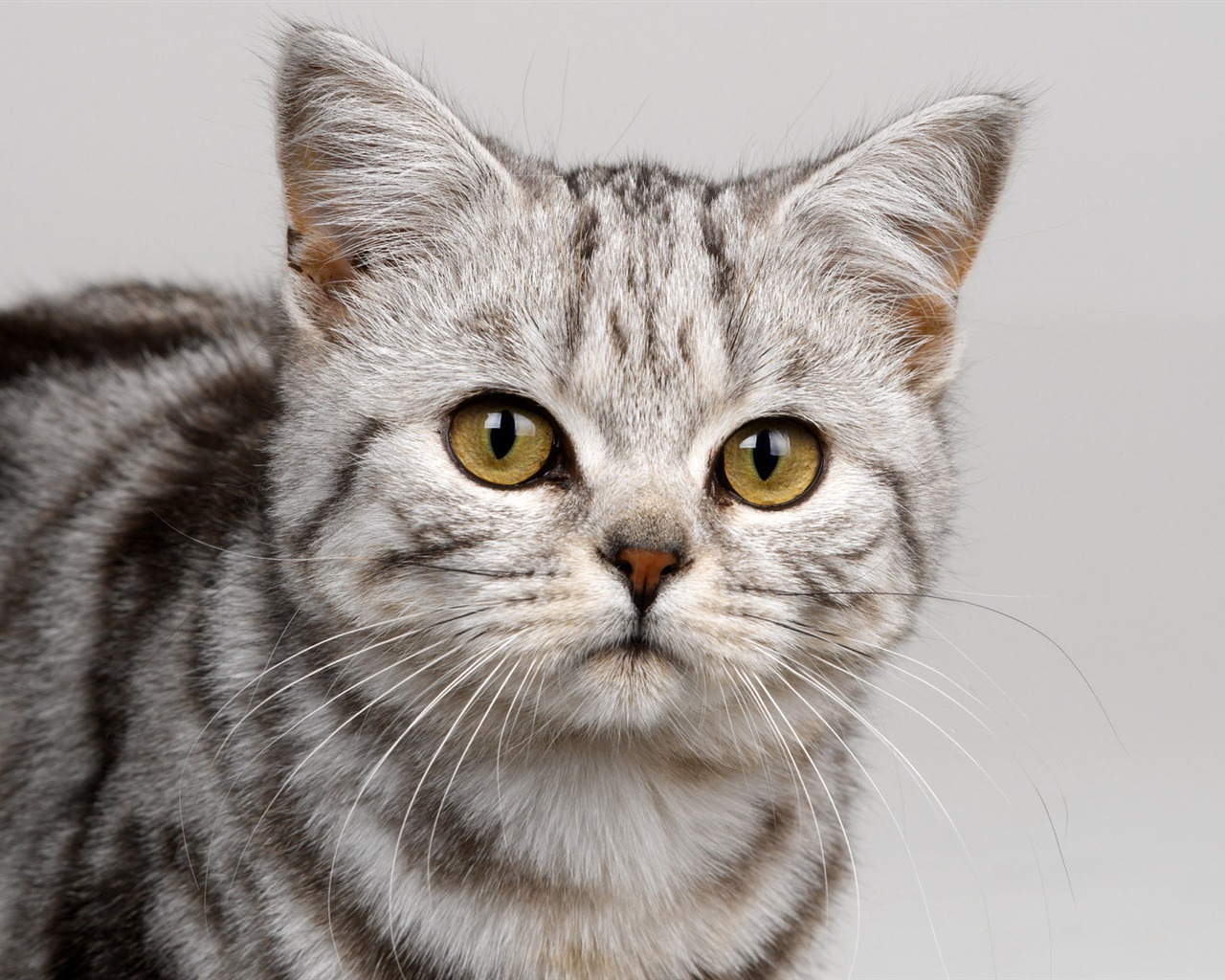1600 Cat Foto Tapety (10) #1 - 1280x1024