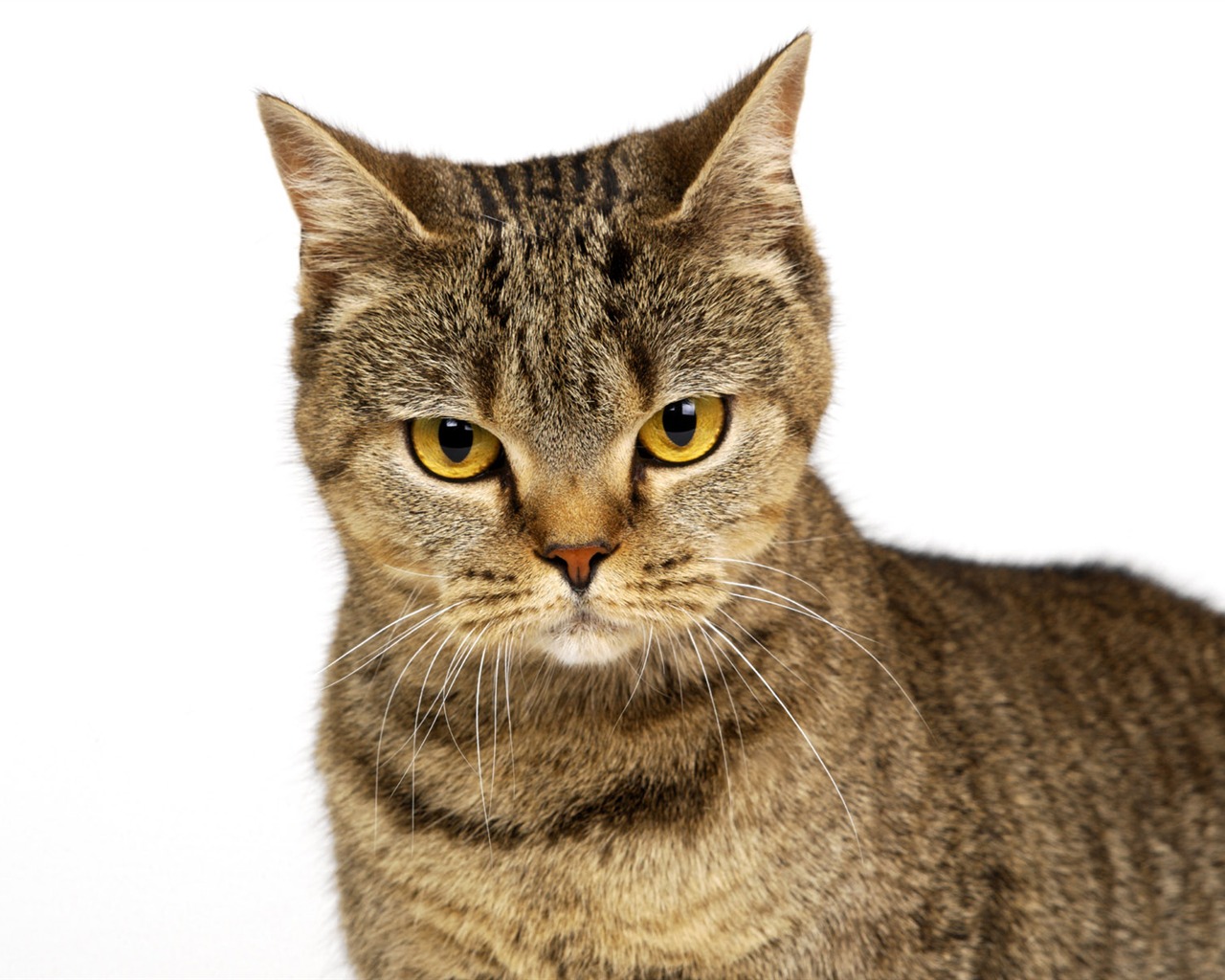 1600 Cat Foto Tapety (10) #5 - 1280x1024