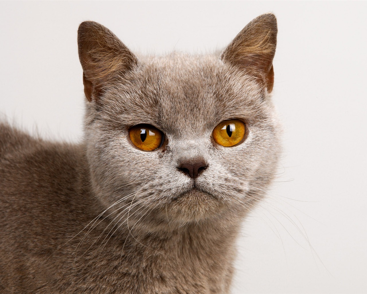 1600 Cat Foto Tapety (10) #7 - 1280x1024
