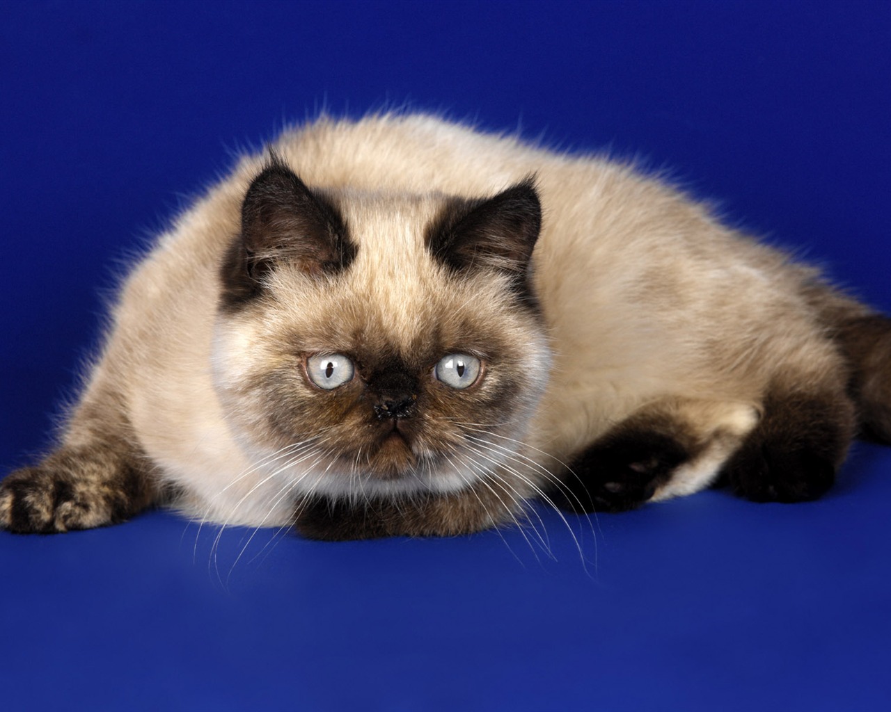 1600 Cat Foto Tapety (10) #9 - 1280x1024