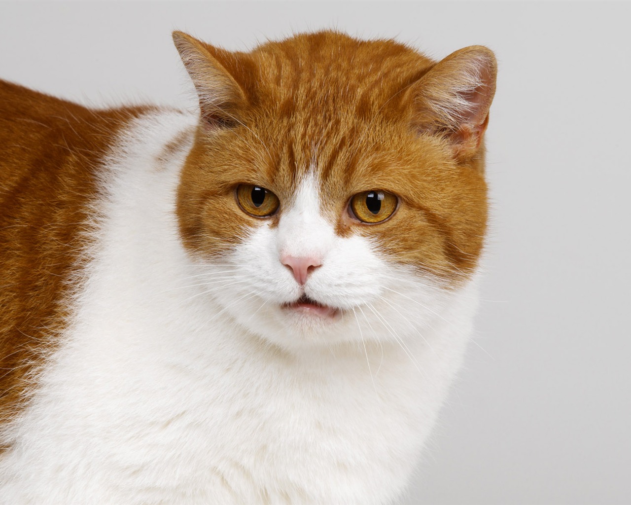 1600 Cat Foto Tapety (10) #11 - 1280x1024