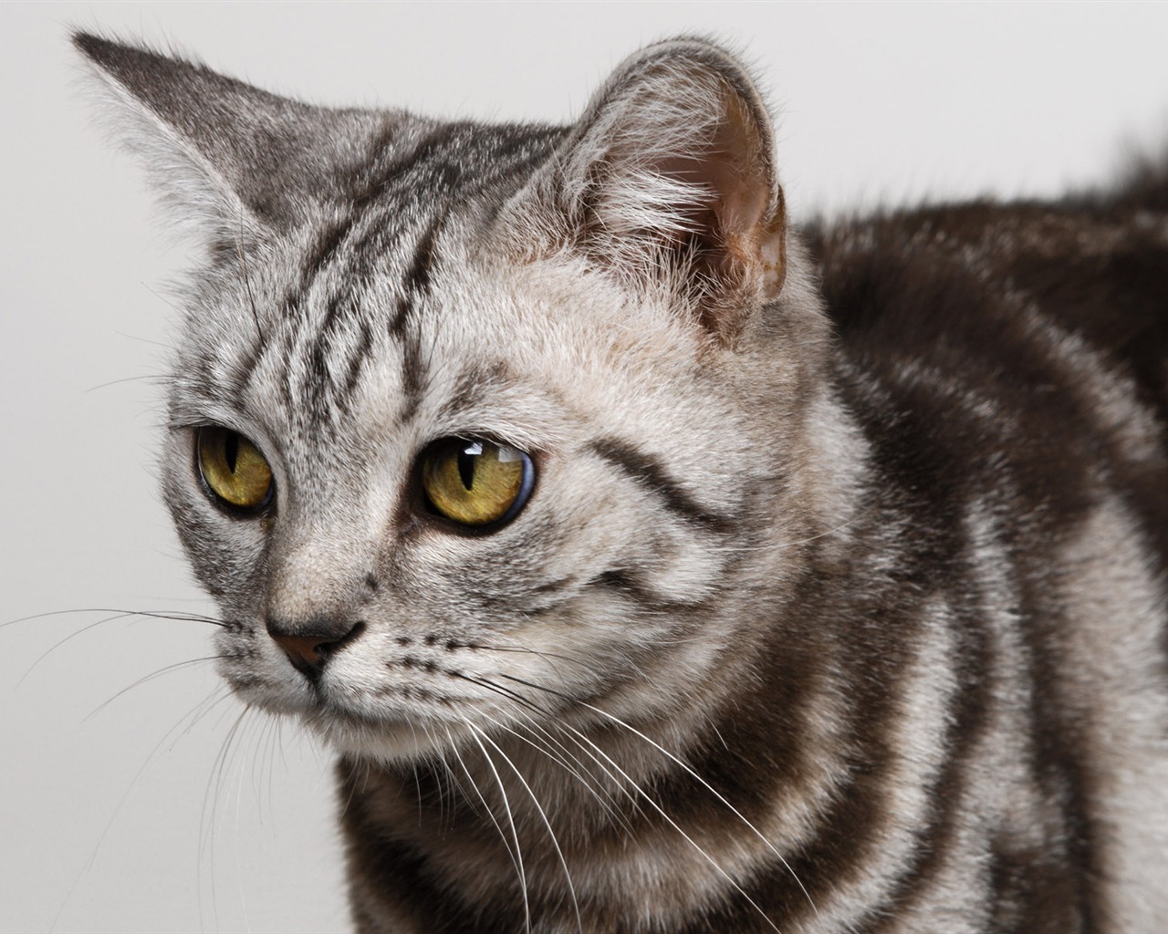 1600 Cat Foto Tapety (10) #12 - 1280x1024