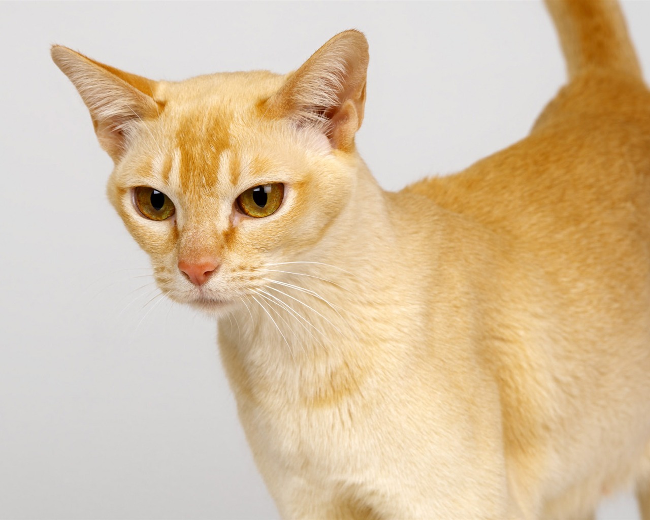 1600 Cat Foto Tapety (10) #15 - 1280x1024