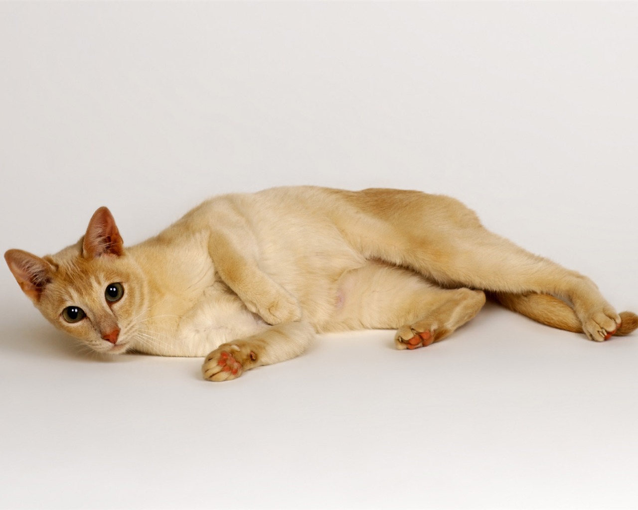 1600 Cat Photo Wallpaper (10) #17 - 1280x1024
