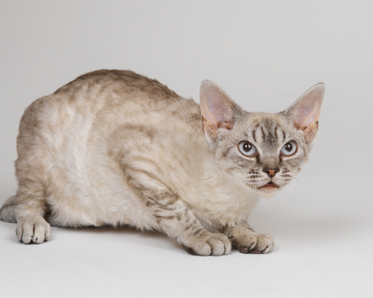 1600 Cat Photo Wallpaper (10) #19 - 1280x1024