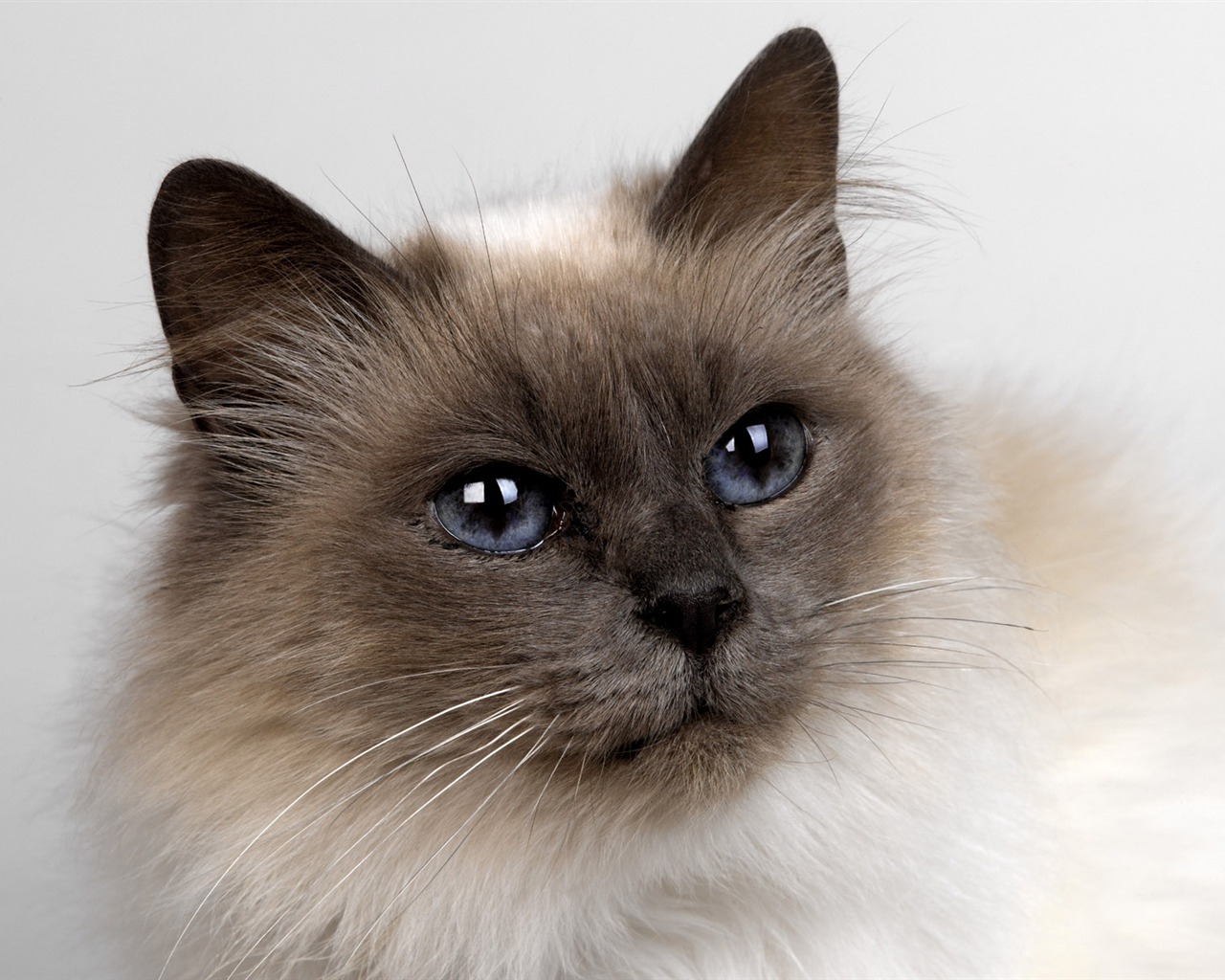 1600 Cat Foto Tapety (11) #2 - 1280x1024