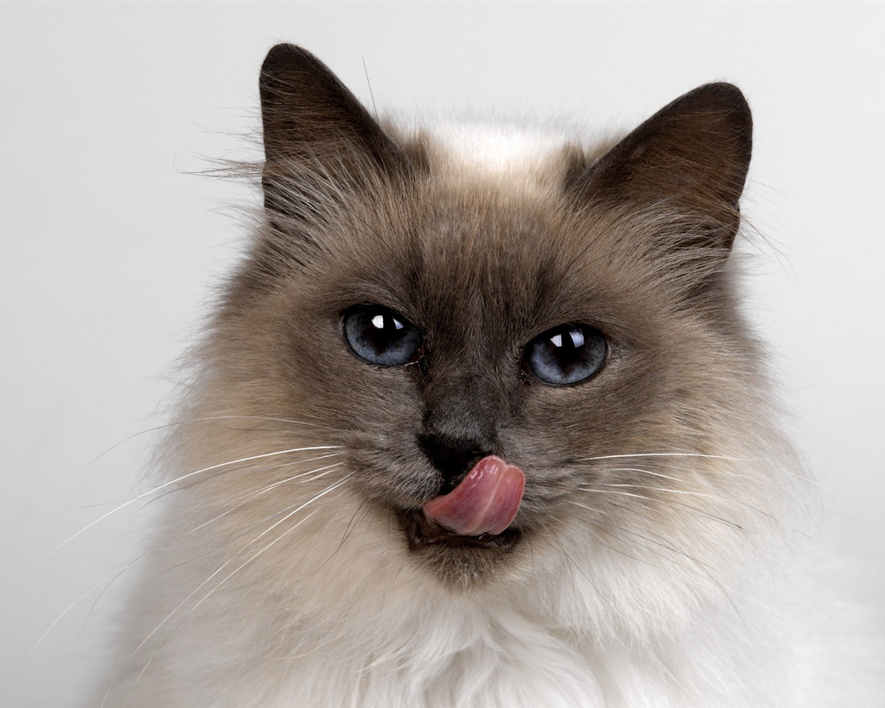1600 Cat Foto Tapety (11) #4 - 1280x1024
