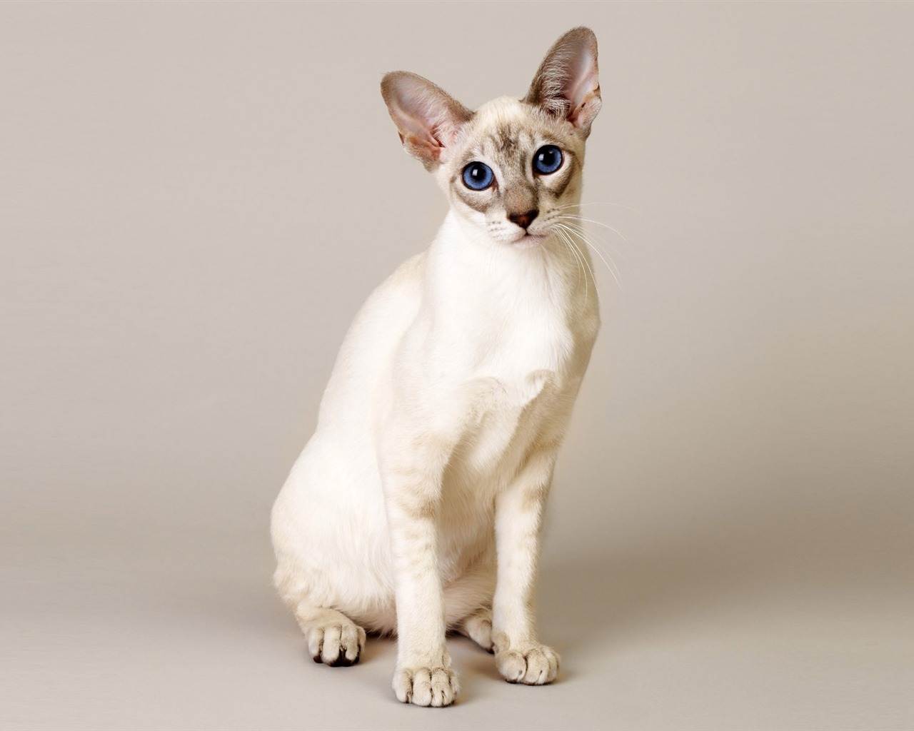 1600 Cat Foto Tapety (11) #5 - 1280x1024