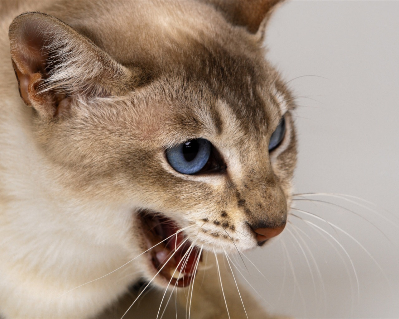 1600 Cat Photo Wallpaper (11) #10 - 1280x1024