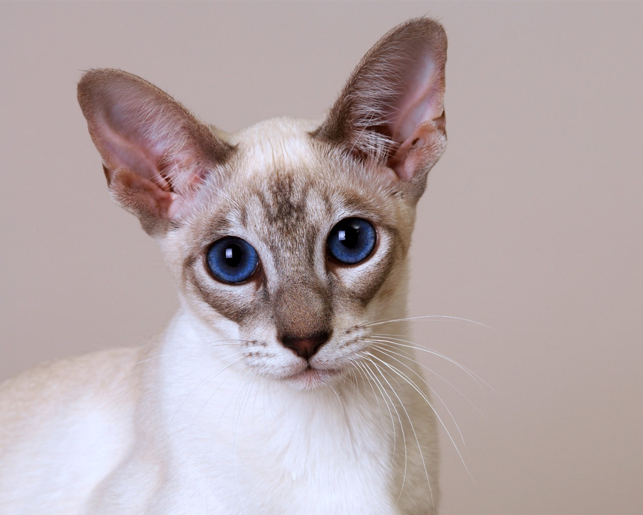 1600 Cat Foto Tapety (11) #11 - 1280x1024