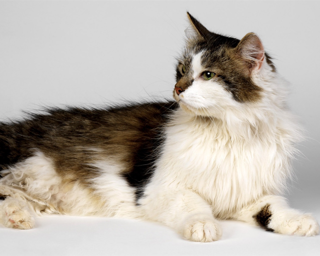 1600 Cat Foto Tapety (11) #13 - 1280x1024