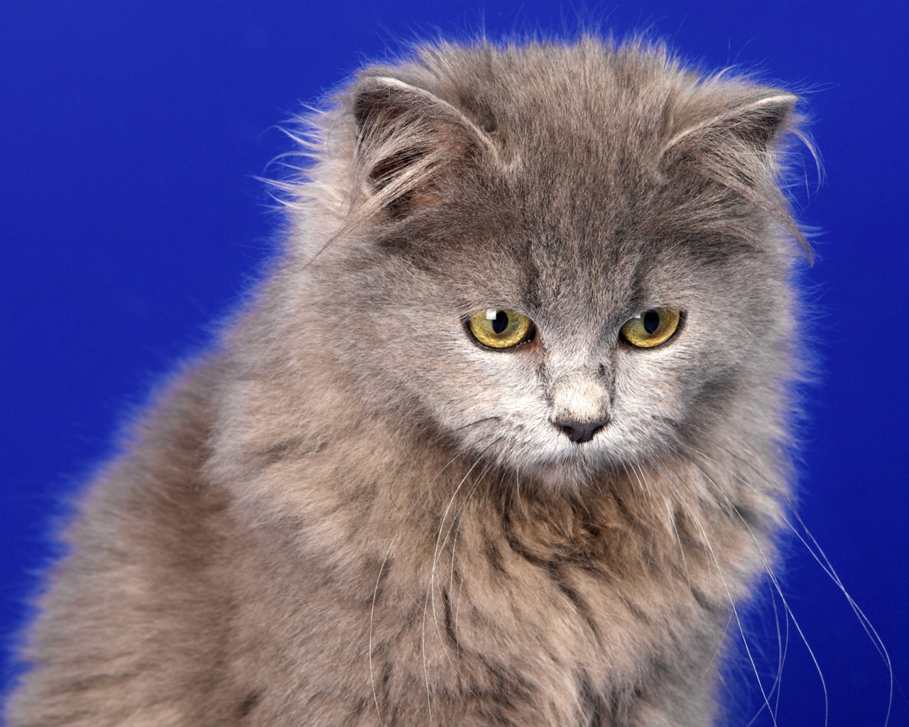 1600 Cat Foto Tapety (11) #17 - 1280x1024