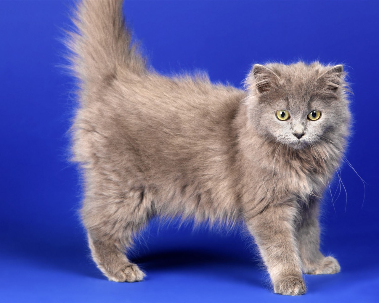 1600 Cat Foto Tapety (11) #18 - 1280x1024