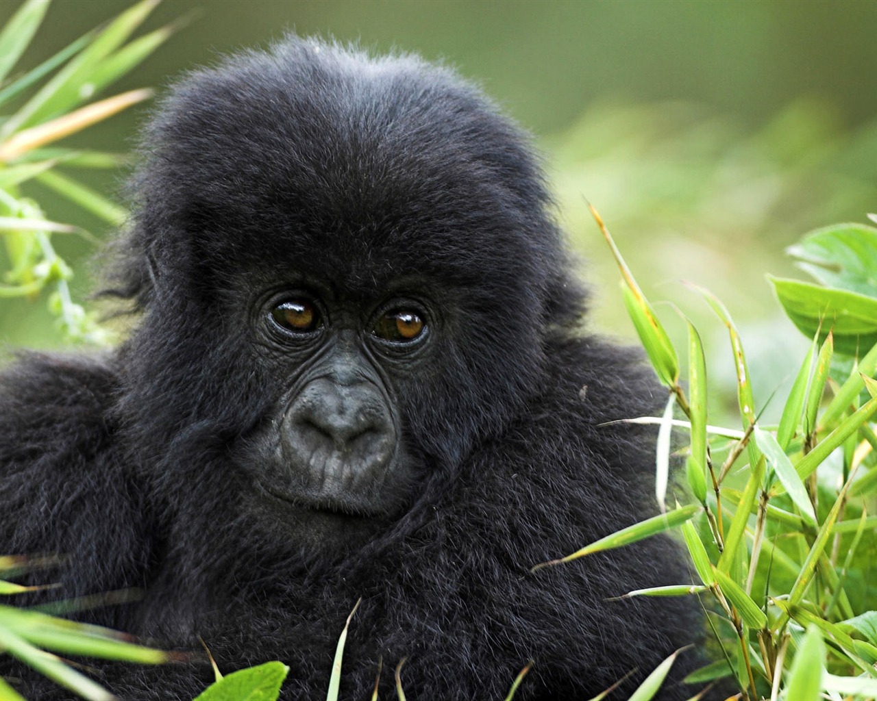 Animal Widescreen Wallpapers Collection (6) #4 - 1280x1024