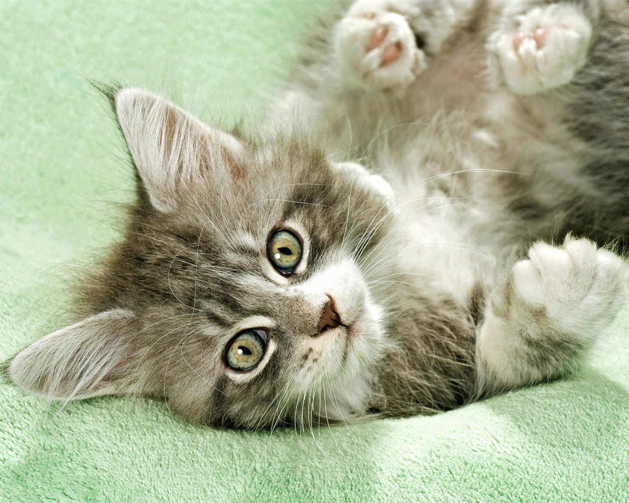 Animal Widescreen Wallpapers Collection (6) #9 - 1280x1024