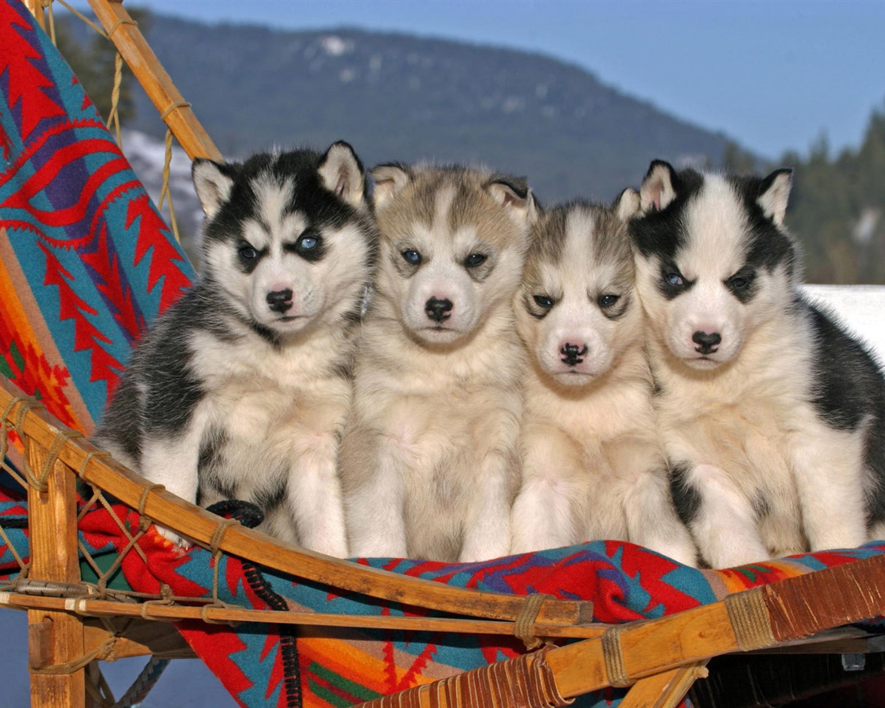 Animal Widescreen Wallpapers Collection (6) #15 - 1280x1024