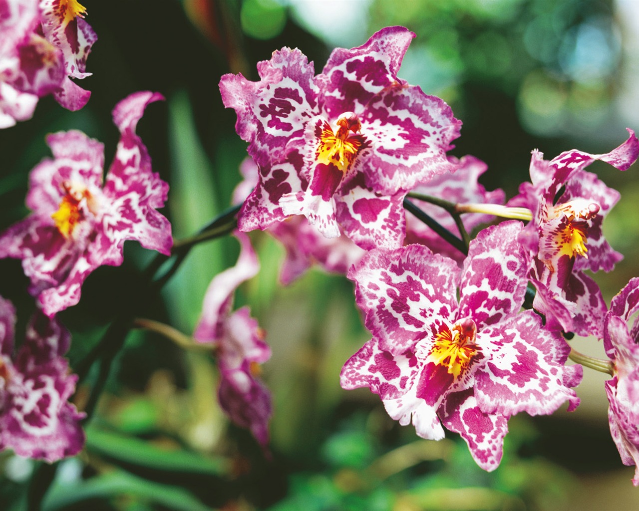 Widescreen wallpaper flowers close-up (4) #4 - 1280x1024