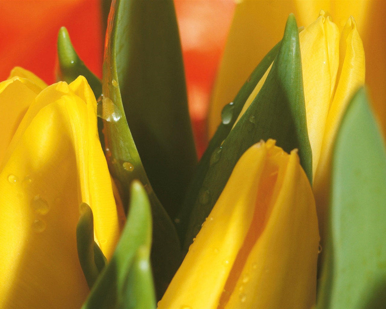 Widescreen wallpaper flowers close-up (4) #6 - 1280x1024