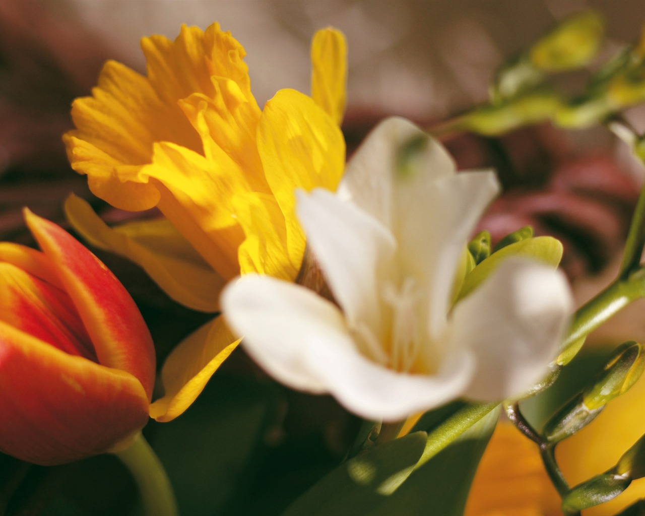 Widescreen wallpaper flowers close-up (4) #14 - 1280x1024
