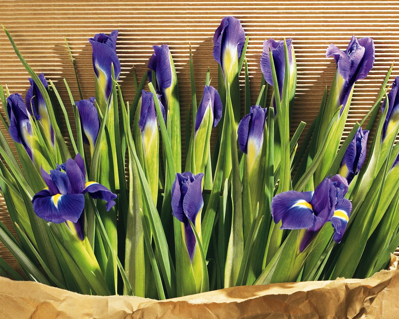 fondos de escritorio de flores con pantalla ancha de cerca (5) #3 - 1280x1024