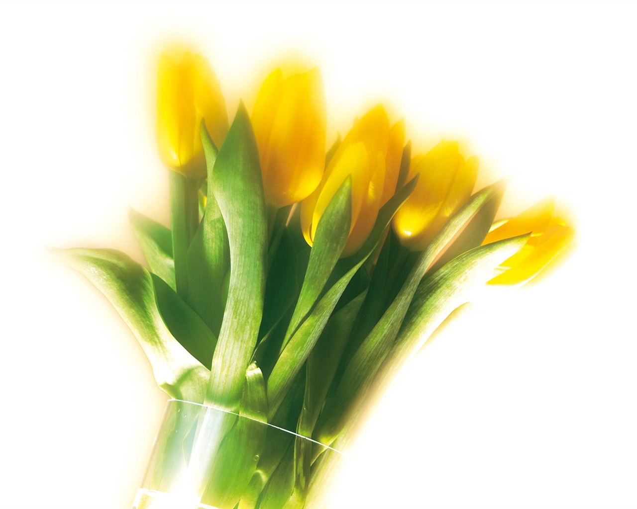 fondos de escritorio de flores con pantalla ancha de cerca (5) #7 - 1280x1024