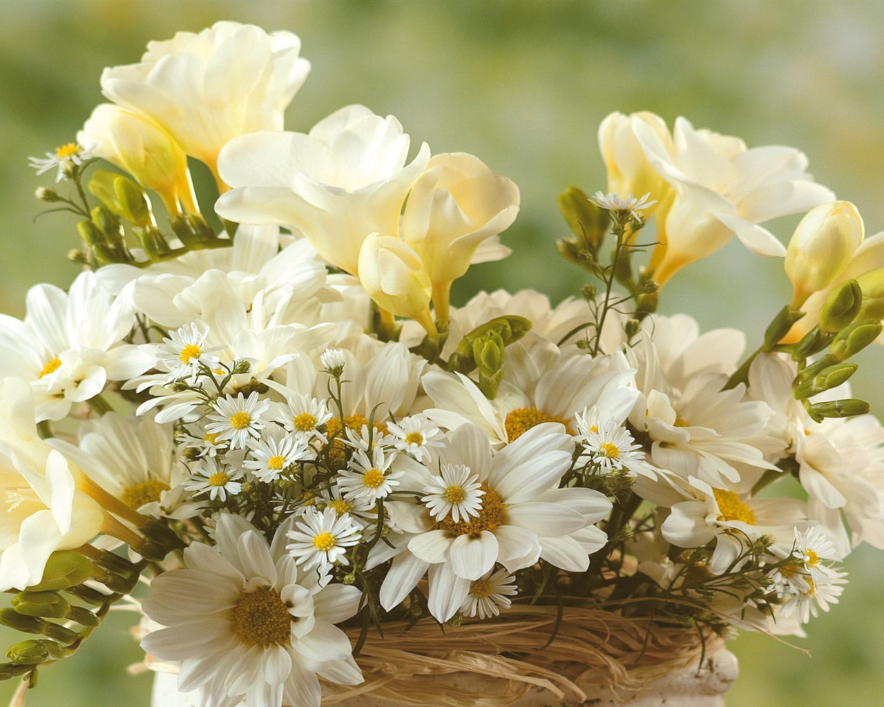 Widescreen wallpaper flowers close-up (5) #11 - 1280x1024