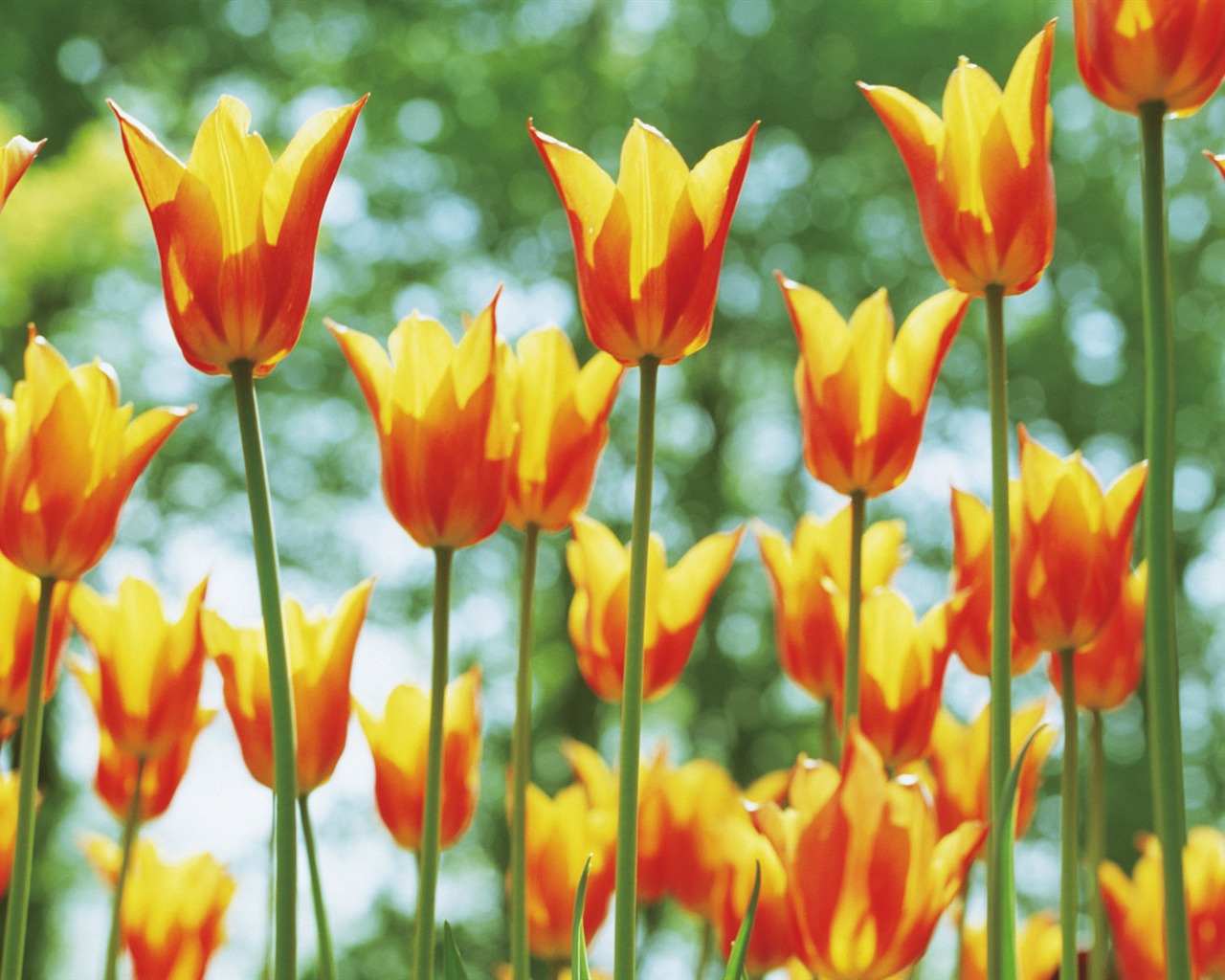 Widescreen wallpaper flowers close-up (5) #14 - 1280x1024