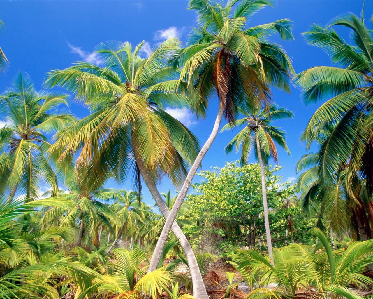 Beach ostrov tapety (2) #3 - 1280x1024