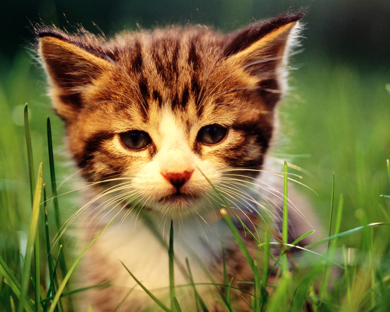 1920 Cat Foto Tapety (1) #1 - 1280x1024