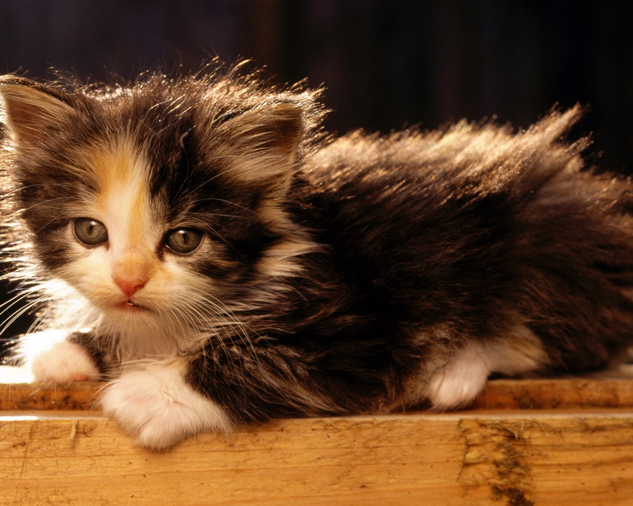 1920 Cat Foto Tapety (1) #2 - 1280x1024