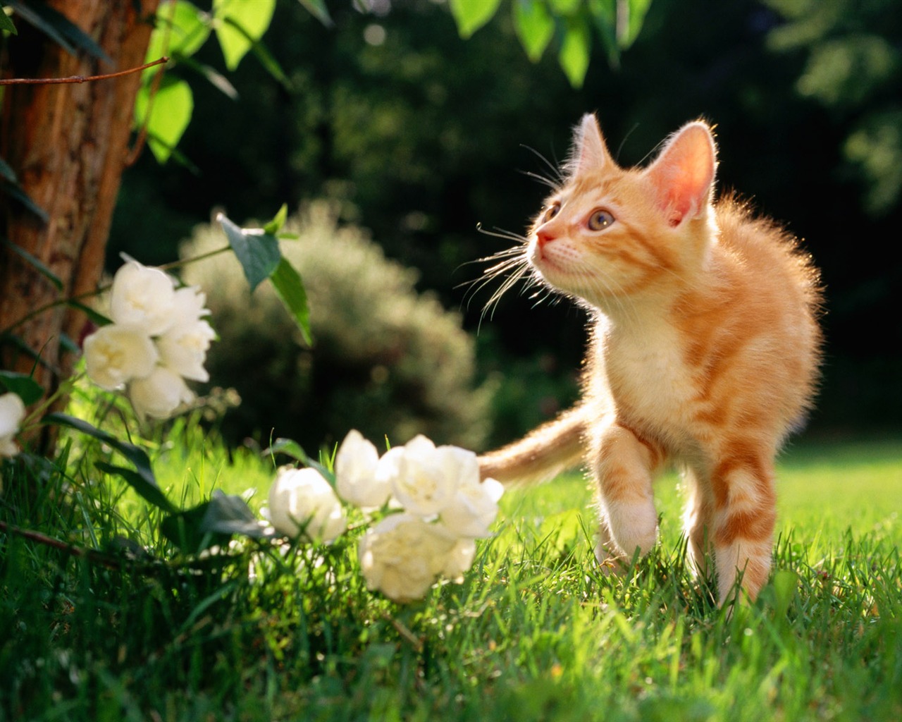 1920 Cat Foto Tapety (1) #3 - 1280x1024