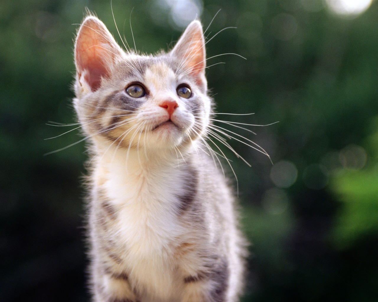 1920 Cat Foto Tapety (1) #4 - 1280x1024