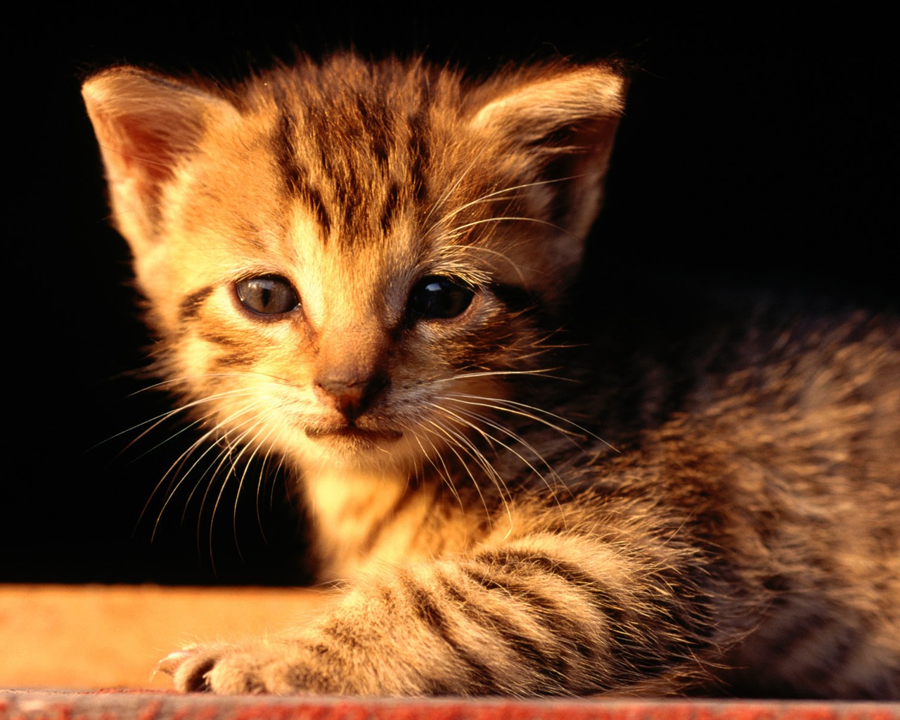 1920 Cat Foto Tapety (1) #5 - 1280x1024