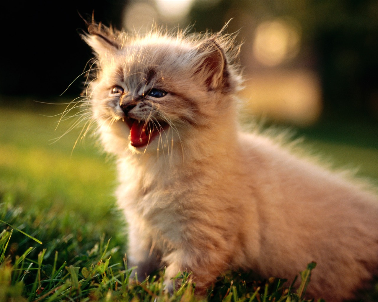 1920 Cat Photo Wallpaper (1) #6 - 1280x1024