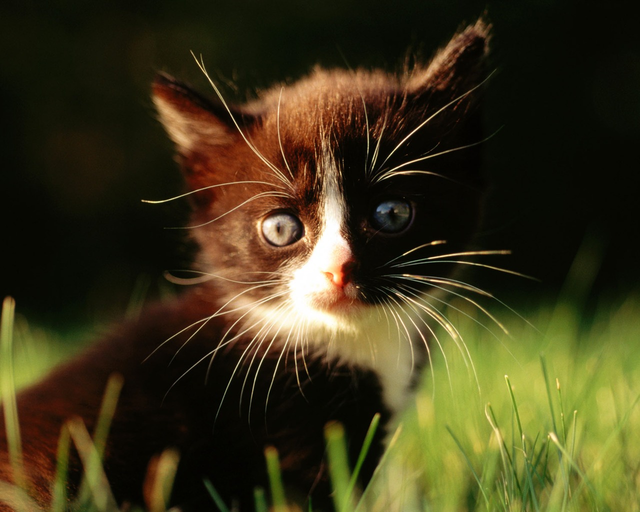 1920 Cat Foto Tapety (1) #7 - 1280x1024