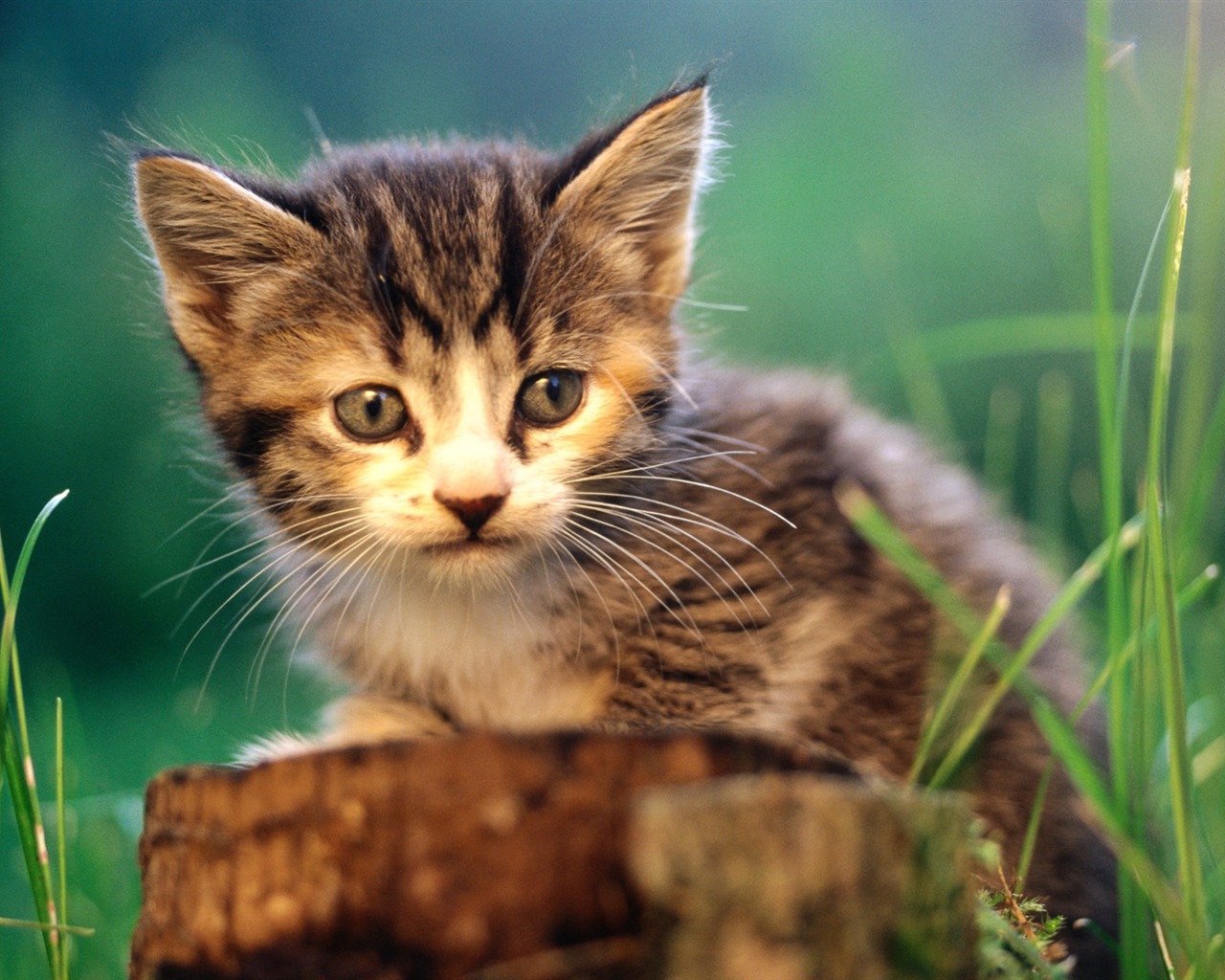 1920 Cat Foto Tapety (1) #9 - 1280x1024