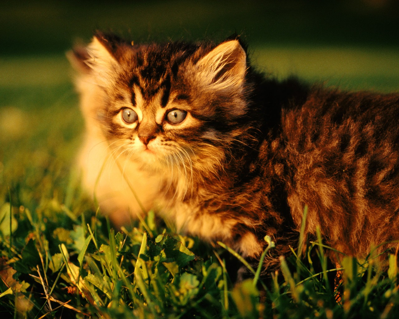 1920 Cat Foto Tapety (1) #10 - 1280x1024