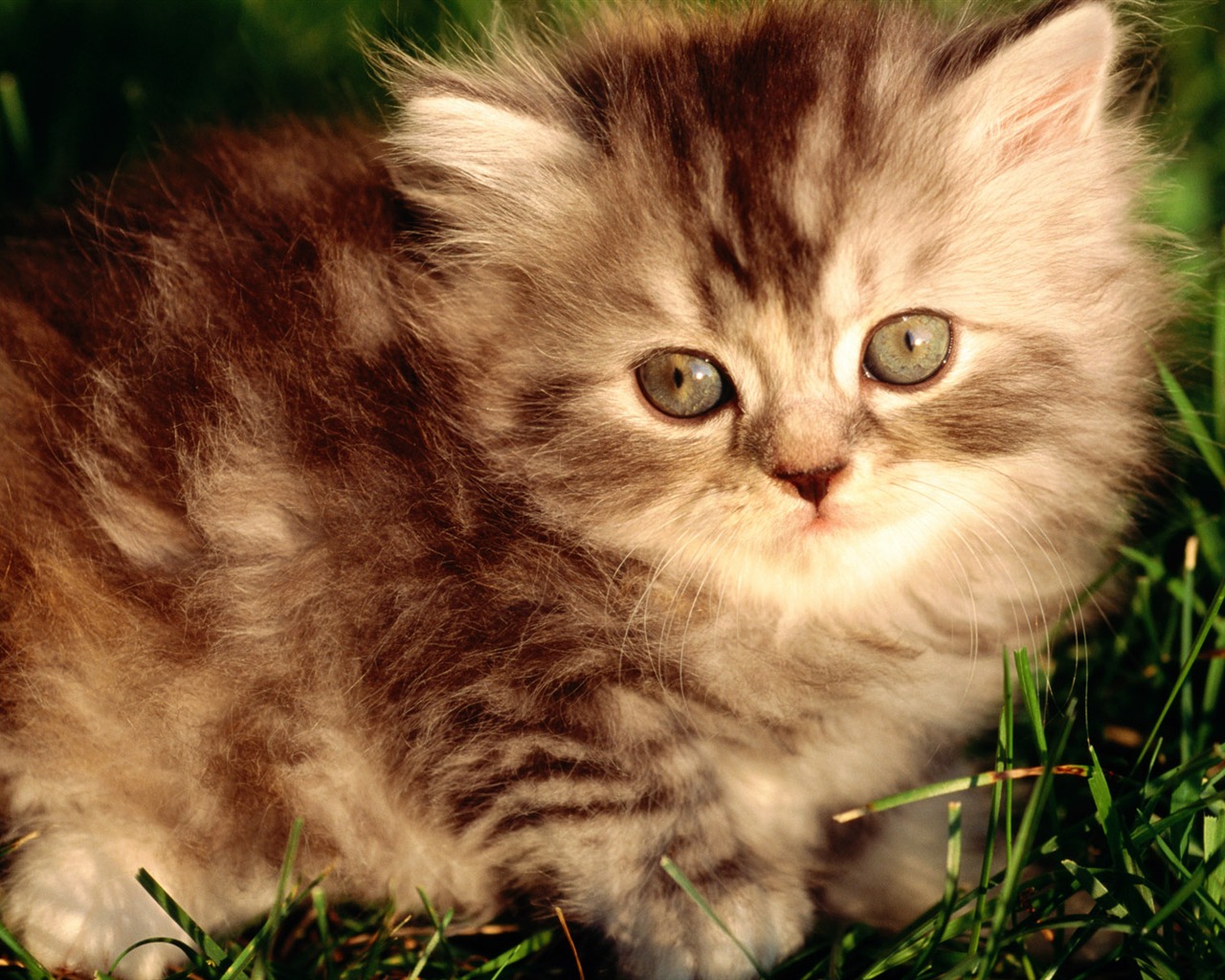 1920 Cat Foto Tapety (1) #11 - 1280x1024