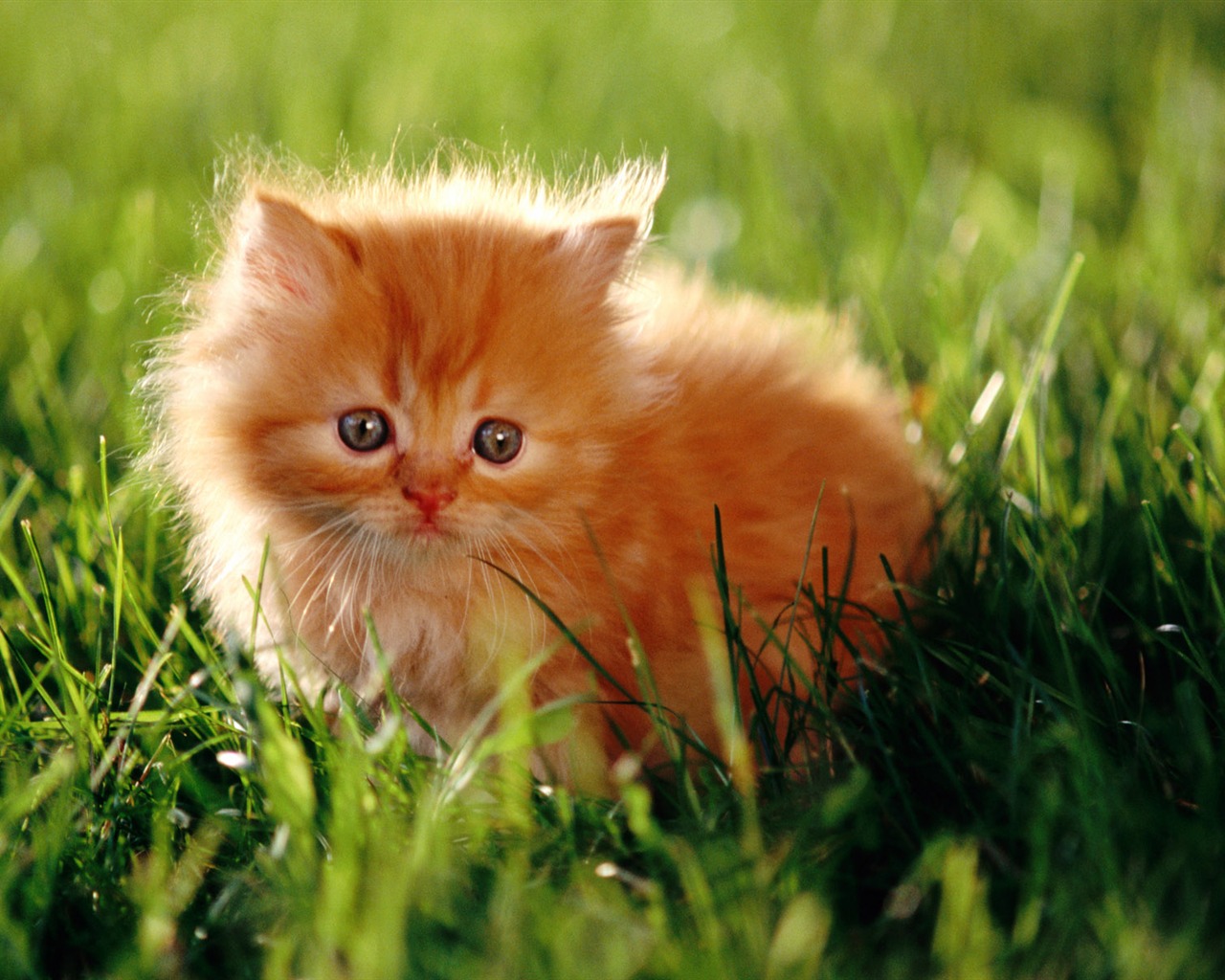1920 Cat Foto Tapety (1) #12 - 1280x1024