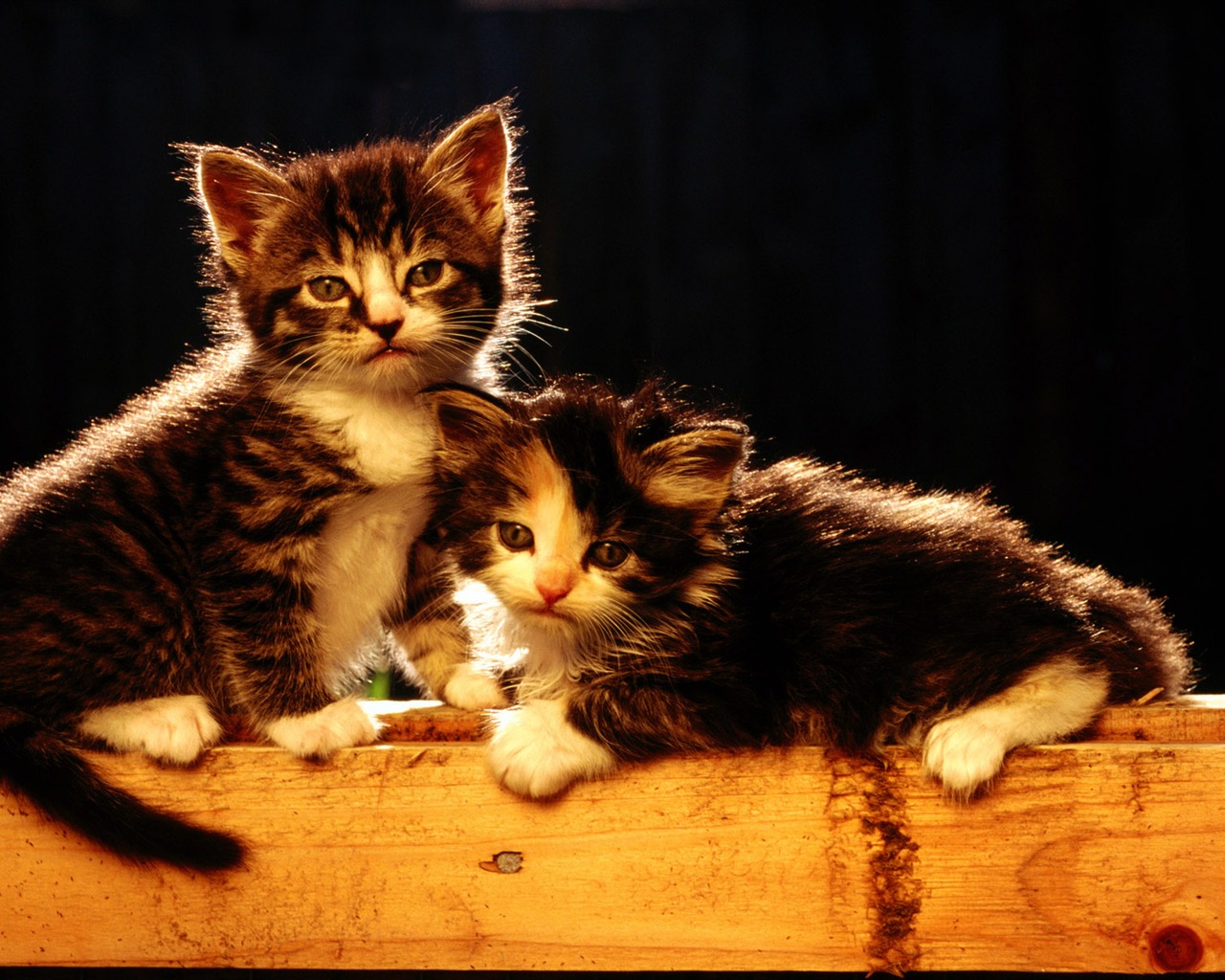 1920 Cat Foto Tapety (1) #13 - 1280x1024